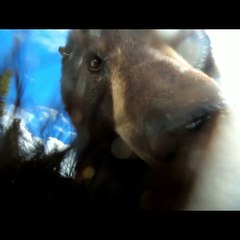 Bear Investigates Lost GoPro