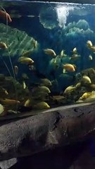 Nuansa ikan hias aquarium