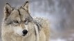 Une louve, tuée par balle par des braconniers, a été pendue devant une mairie des Hautes-Alpes