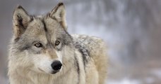 Une louve, tuée par balle par des braconniers, a été pendue devant une mairie des Hautes-Alpes