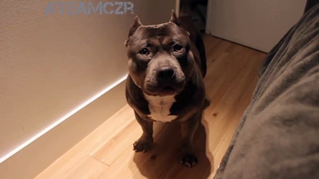 Talking dog Czr. American Bully is so smart!