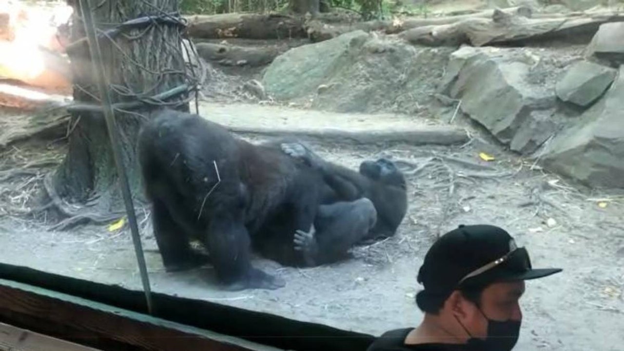 Gorilas practican sexo oral