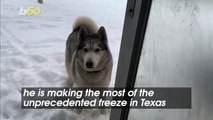 This Husky Does Not Want to Come Inside After Playing in the Snow!