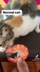 domestic cat vs impor cat