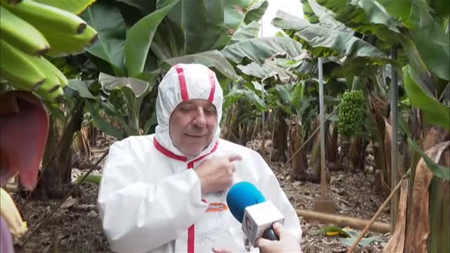 La ceniza cubre las plantaciones de plátano en La Palma