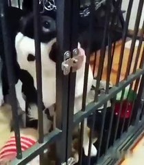 Intelligent Dog | Honest Dog opens the Lock and rescues!!!