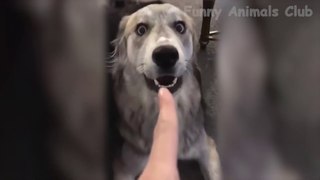 The Best Funny Videos Of Dogs And Cats  - Funny Animals Compilation