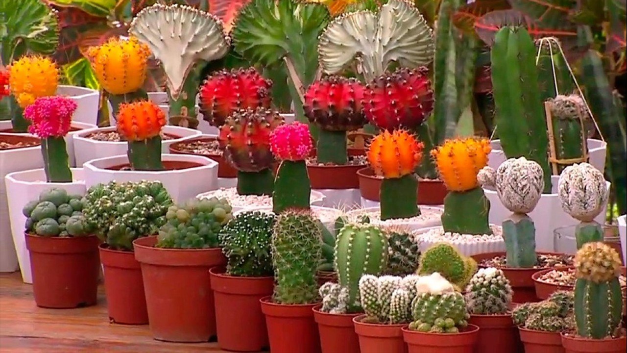 bd-decoracion-con-cactus-injertados-240921