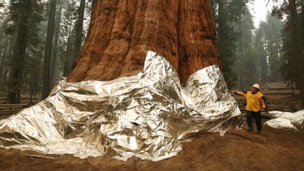 Séquoias californiens emballés avec «du papier aluminium» : le gouverneur promet plus de moyens