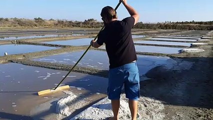 Ramassage du gros sel sur l'ile-de-Ré