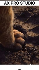 SHORTS LION KING (SIMBA)