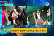 Tú puedes adoptar uno: 14 perritos quedan huérfanos y buscan un hogar