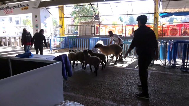 Küçükbaş hayvancılık festivaline coşkulu açılış