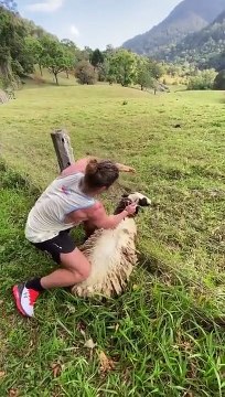 Il sauve une chèvre prise au piège dans un grillage !