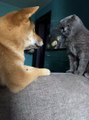 Pup Begs Cat to Play