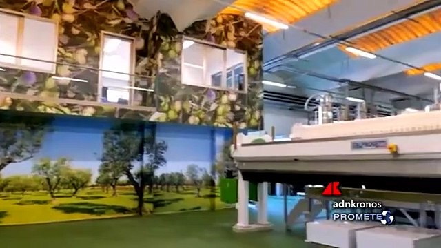 L’olio dal campo alla tavola, Salov racconta la sostenibilità