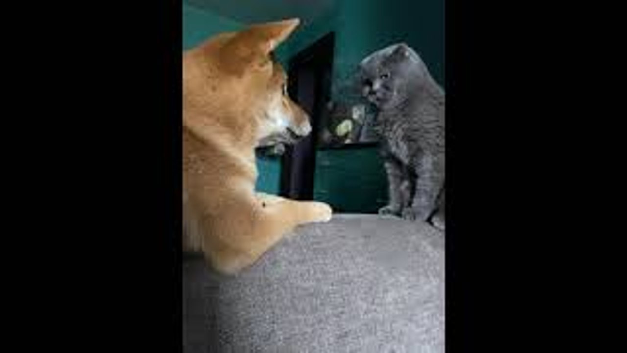 Pup Begs Cat to Play