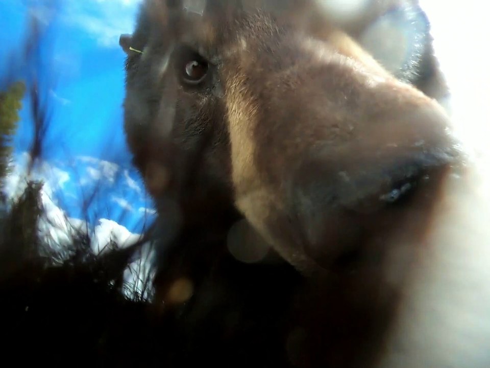 Bear Investigates Lost GoPro
