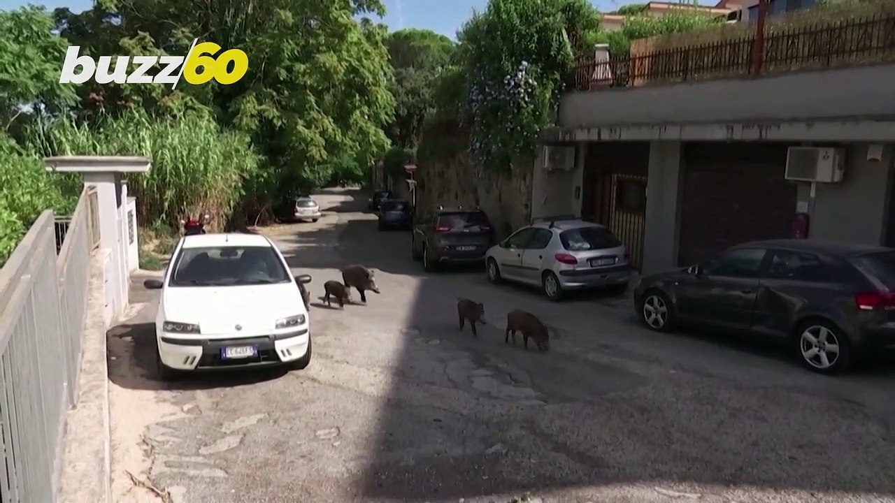 Boar-Lieve It! Roaming Wild Boars Causes Problems in Northern Rome!