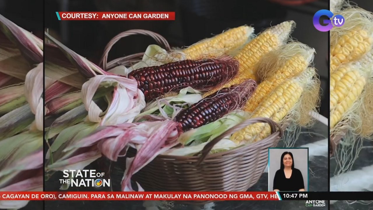 Mais, kangkong at iba pang gulay, tanim ng isang plantita sa balkonahe ng condo unit | SONA