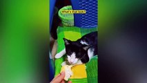 Funny And Cute Cats Reaction- Pets Videos Compilation- Aww Pets