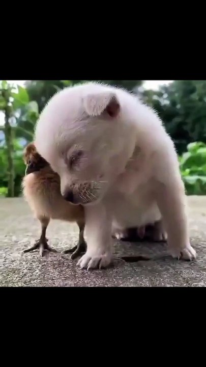 My puppy is sleeping on chick