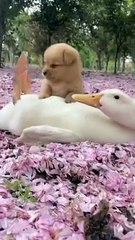 My puppies friendship