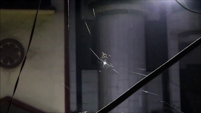 Time-Lapse Video Captures Spider Building Its Web