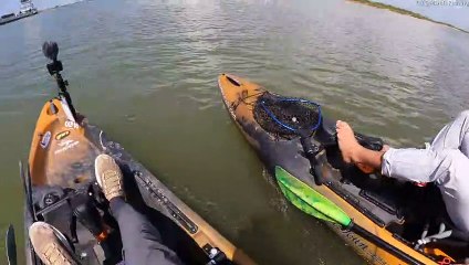 Pod of Dolphins Play with Kayakers