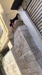 Cat Brings Unknown Bra into my House