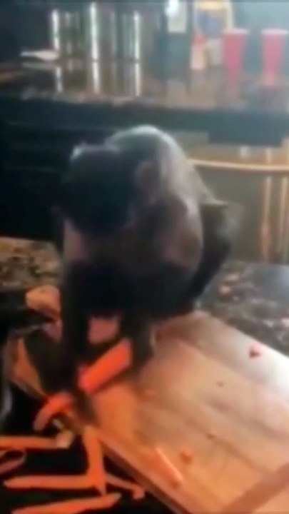 Monkey cooking