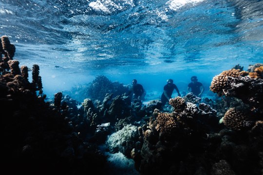 How Coral Gardeners Are Saving Your Favorite Destinations
