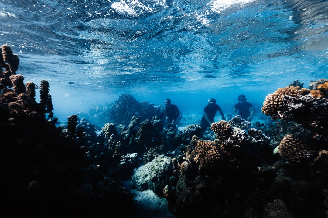 How Coral Gardeners Are Saving Your Favorite Destinations