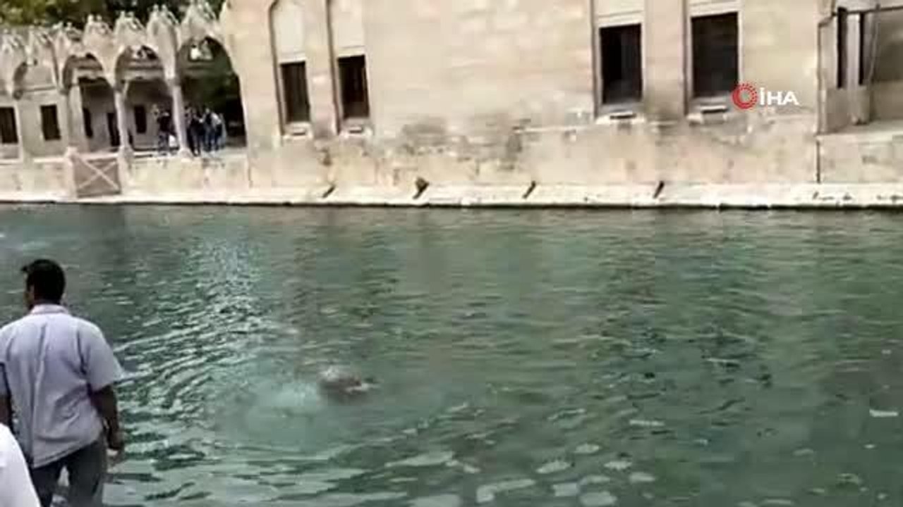 Herkesin gözü ününde Balıklıgöl'e atlayıp yüzdü