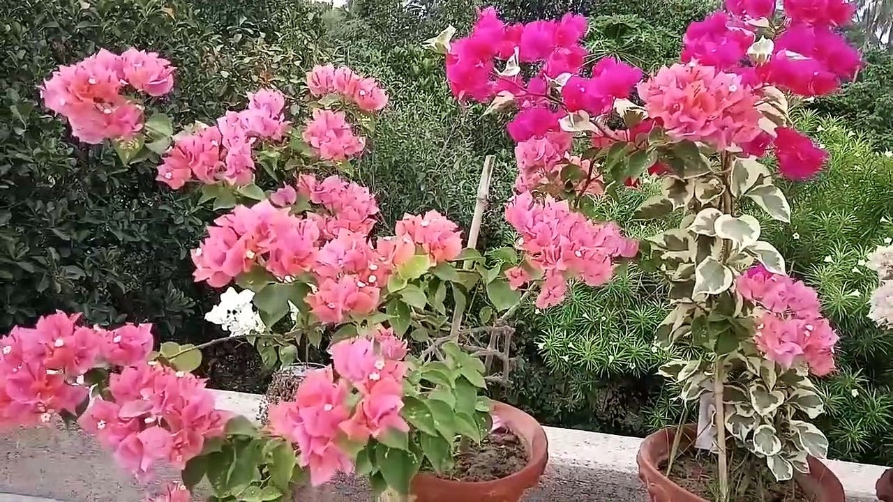 How to increase flowering in Bougainvillea__Get 500% More Flowers on Bougainvillea