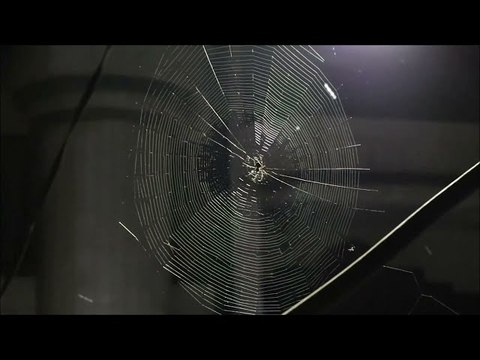 Time-Lapse Video Captures Spider Building Its Web