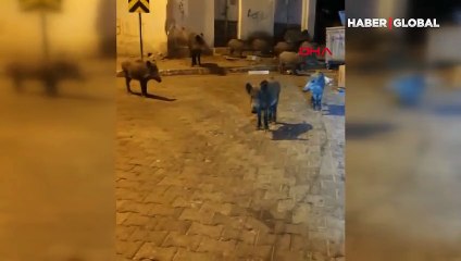 Yaban domuzu sürüsü yiyecek bulmak için şehir merkezine indi
