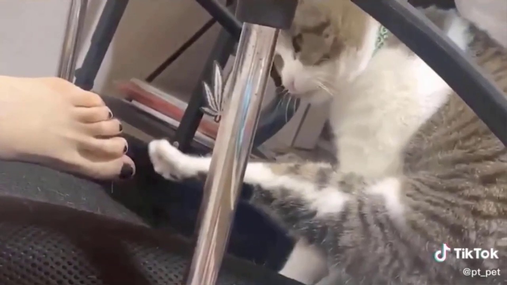 ⁣Cutest  animals Videos Compilation Cute Animals