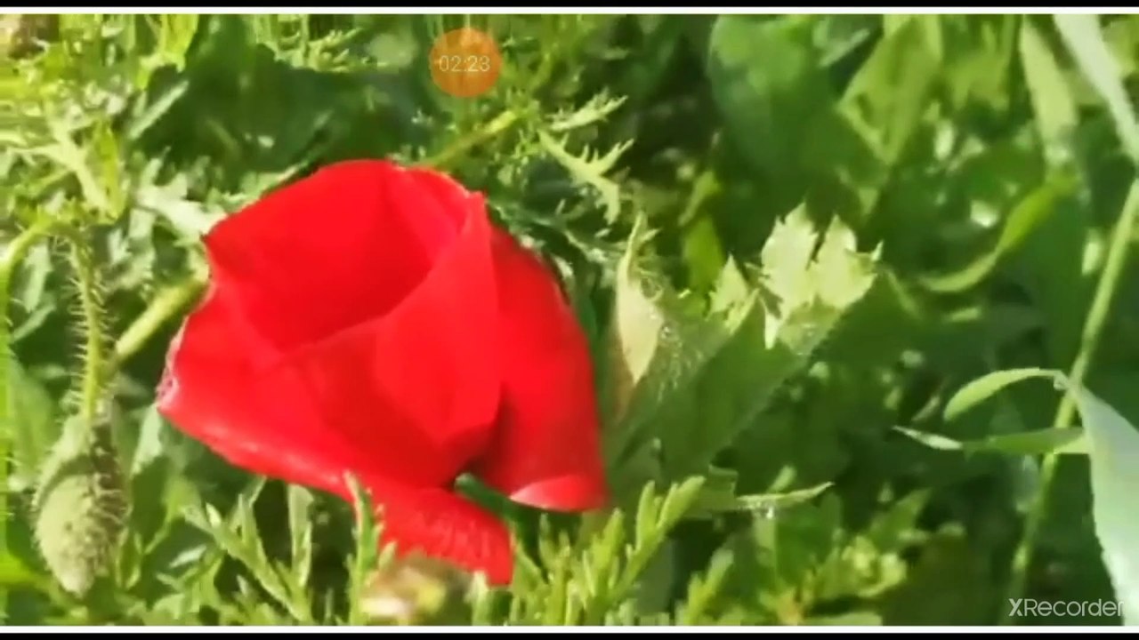 نقي قلبك الزمن والوقت كيف يمر على أهل الجنة