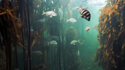Fishes Hiding On Aquatic Plants