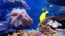 Colorful Marine Fishes Inside An Aquarium