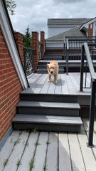 Owen the Golden Loves Jumping Down Stairs