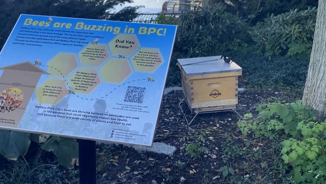 Urban beekeepers aim to educate