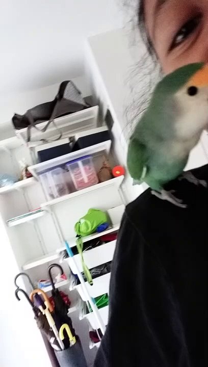 20170922_152107 funny lovebird