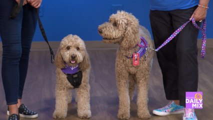 Pat McMahon Introduces You to Phoenix Children’s Animal Assisted Therapy
