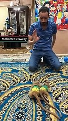 بيلعب استغماية مع القرود شوفوا ازاي بيلعبو استغمايه معاه سبحان الله!!