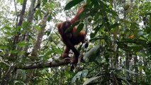 Young Orangutans in the Indonesian Jungle