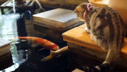 Cat playing with fish in the pond