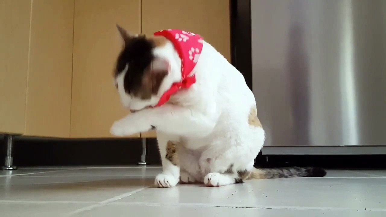 This cat is very cute and adorable
