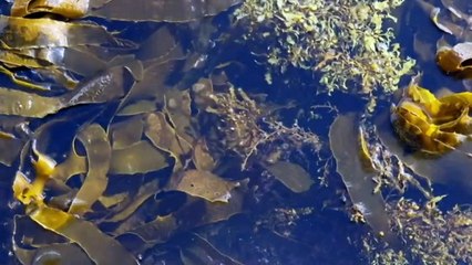 Female scientist team brings marine life to Sydney shores
